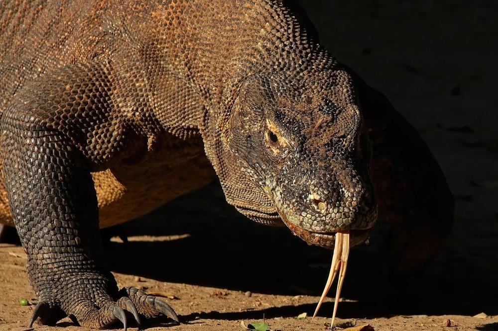 A Komodo dragon on dry savannah grass on Rinca island A Komodo dragon on dry savannah grass on Rinca island