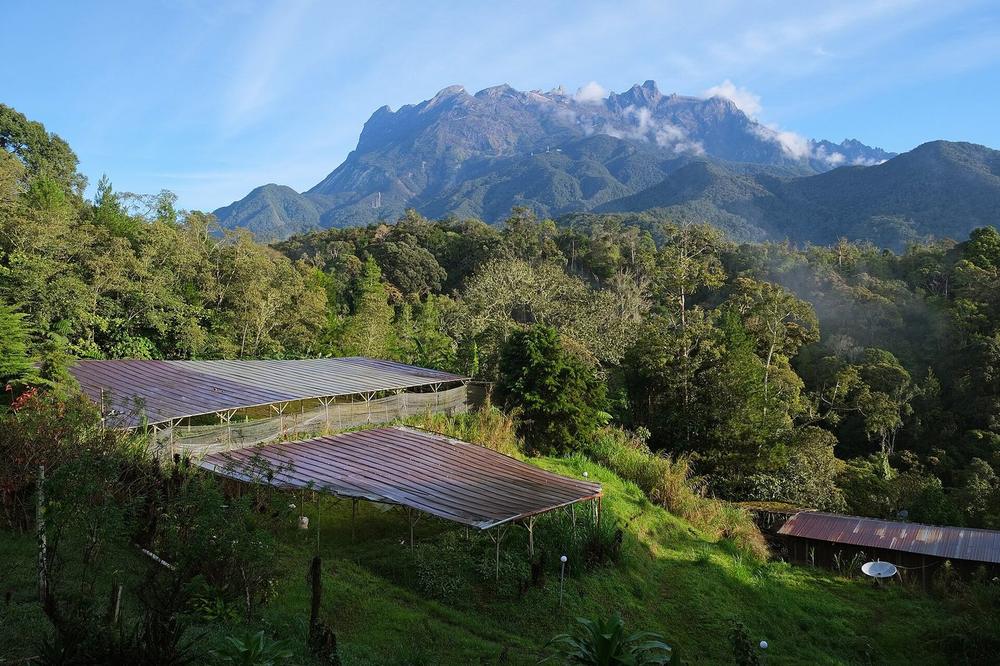Mount Kinabalu above cloud, seen from the park headquarters Mount Kinabalu above cloud, seen from the park headquarters