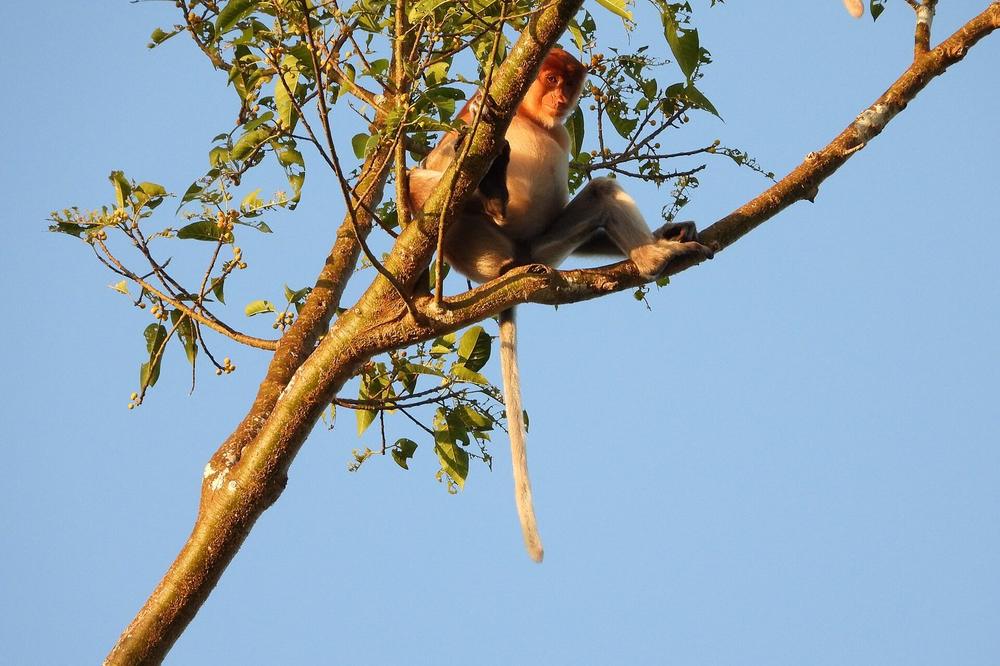 A proboscis monkey in a riverside tree on the Kinabatangan A proboscis monkey in a riverside tree on the Kinabatangan