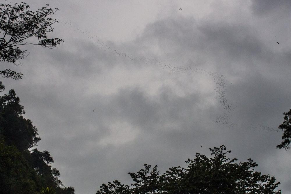 Bats leaving the mouth of the Gomantong cave at dusk Bats leaving the mouth of the Gomantong cave at dusk