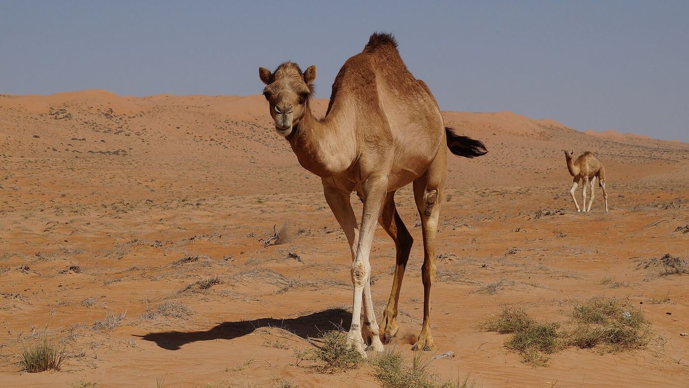 Oman