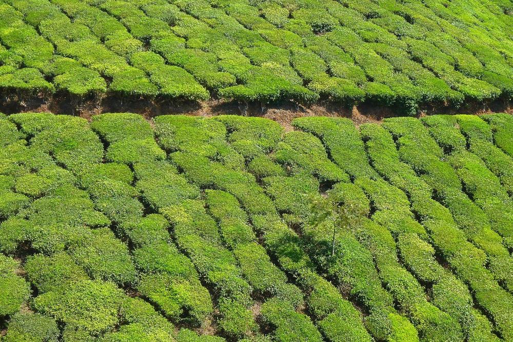 A tea estate on a slope in the Western Ghats with mist below A tea estate on a slope in the Western Ghats with mist below