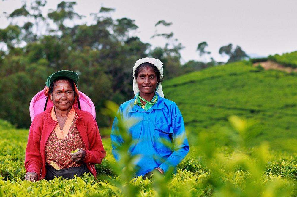 Tea pickers working a steep slope above Nuwara Eliya Tea pickers working a steep slope above Nuwara Eliya