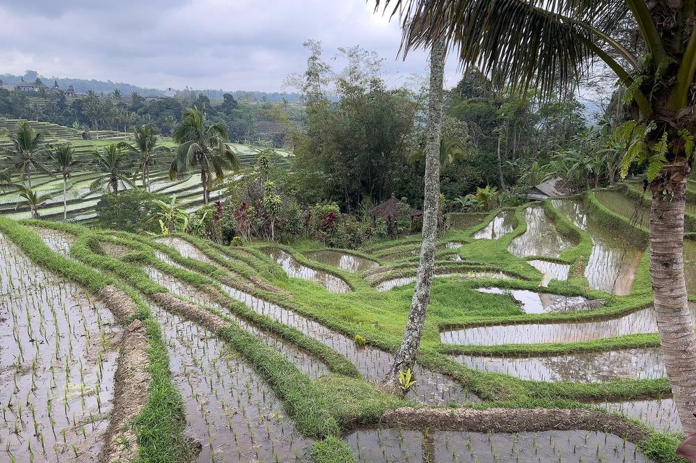 Terraced rice fields cut into a steep valley side north of the town Terraced rice fields cut into a steep valley side north of the town